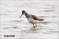 351_marsh_sandpiper