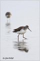 352_marsh_sandpiper