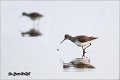 353_marsh_sandpiper