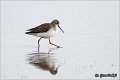 354_marsh_sandpiper