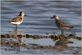 371_little_stint