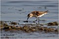 372_little_stint