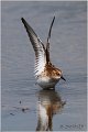 373_little_stint