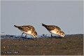 374_little_stint