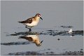 375_little_stint