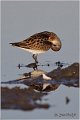 376_little_stint