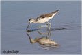 392_common_greenshank