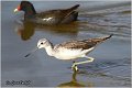 393_common_greenshank