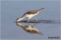 394_common_greenshank