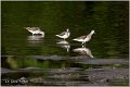 396_common_greenshank