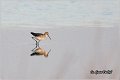 400_green_sandpiper