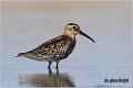 444_dunlin