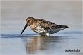 445_dunlin