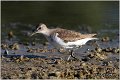 570_common_sandpiper