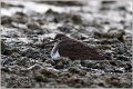 572_common_sandpiper