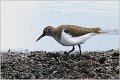 576_common_sandpiper