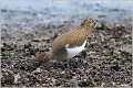 577_common_sandpiper