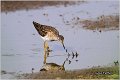 601_wood_sandpiper