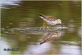 602_wood_sandpiper