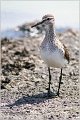 604_wood_sandpiper
