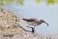 606_wood_sandpiper