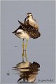 611_wood_sandpiper