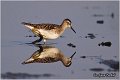 612_wood_sandpiper