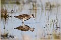 615_wood_sandpiper