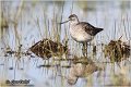 616_wood_sandpiper