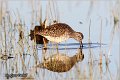 617_wood_sandpiper