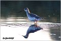 686_spotted_redshank