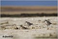 830_grey_plover