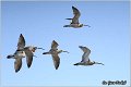 900_eurasian_curlew