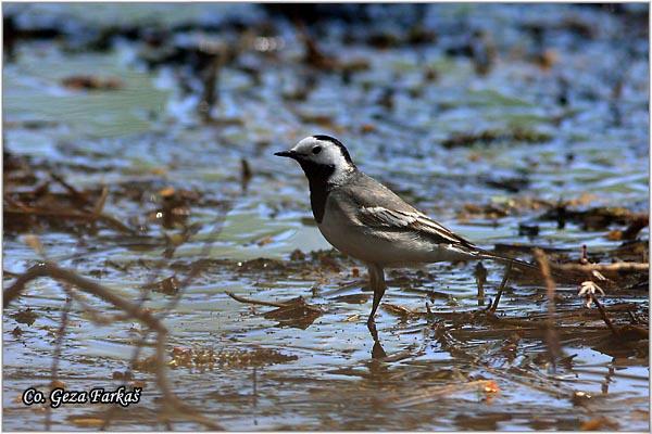 01_pied_wagtail.jpg - Pied Wagtail, Motacilla alba, Bela pliska,  Mesto - Location: Novi Sad