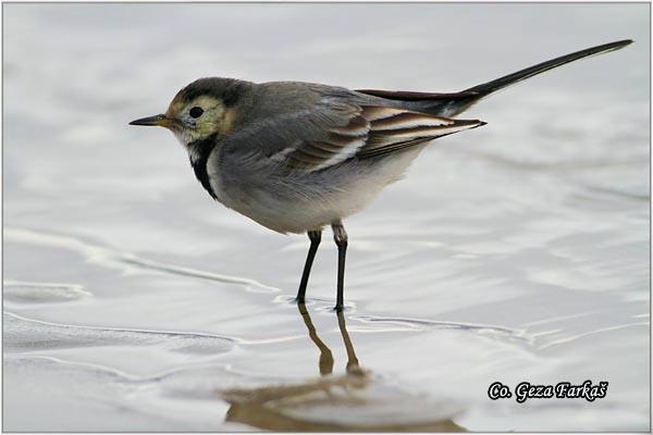 02_pied_wagtail.jpg - Pied Wagtail, Motacilla alba, Bela pliska,  Mesto - Location: Novi Sad