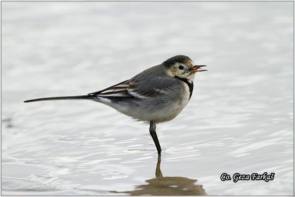 03_pied_wagtail.jpg - Pied Wagtail, Motacilla alba, Bela pliska,  Mesto - Location: Novi Sad