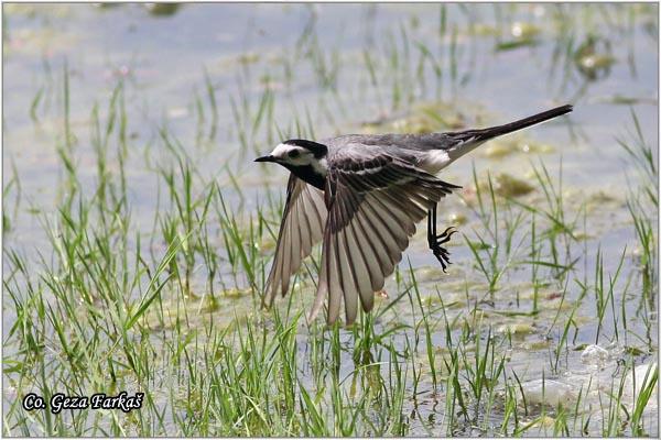 04_pied_wagtail.jpg - Pied Wagtail, Motacilla alba, Bela pliska,  Mesto - Location: Novi Sad