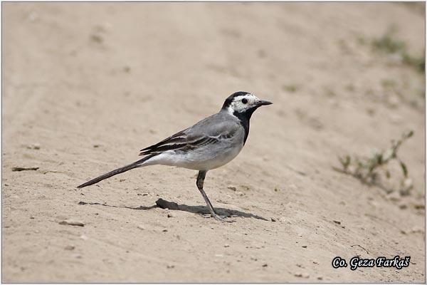 05_pied_wagtail.jpg - Pied Wagtail, Motacilla alba, Bela pliska,  Mesto - Location: Temerin