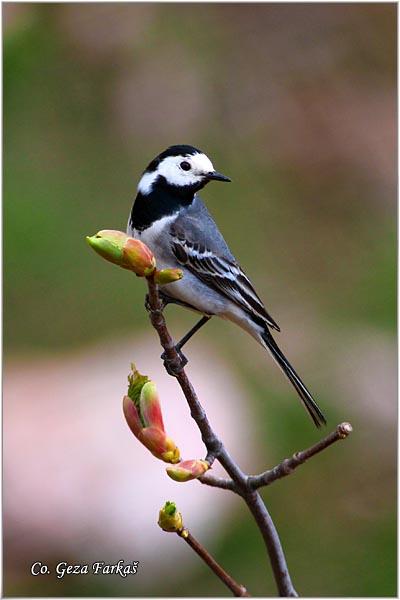 06_pied_wagtail.jpg - Pied Wagtail, Motacilla alba, Bela pliska,  Mesto - Location: Fruška Gora mountine