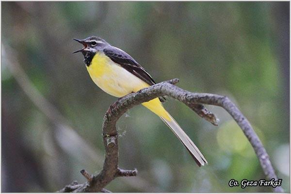 14_grey_wagtail.jpg - Grey wagtail, Motacilla Cinerea, Potocna pliska,  Mesto - Location: Granada,  Spain