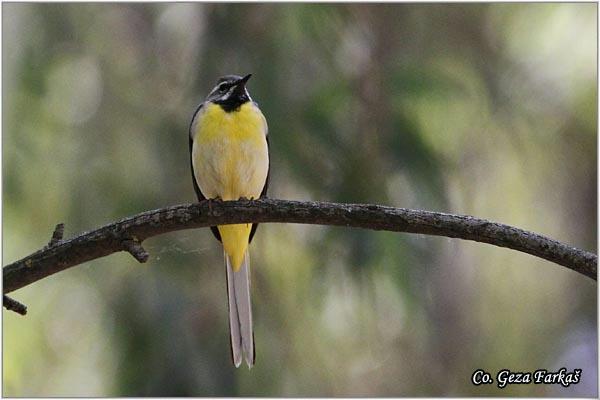 15_grey_wagtail.jpg - Grey wagtail, Motacilla Cinerea, Potocna pliska,  Mesto - Location: Granada,  Spain