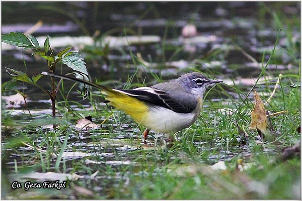 16_grey_wagtail.jpg - Grey wagtail, Motacilla Cinerea, Potocna pliska,  Mesto - Location: Vlasinsko lake,  Serbia