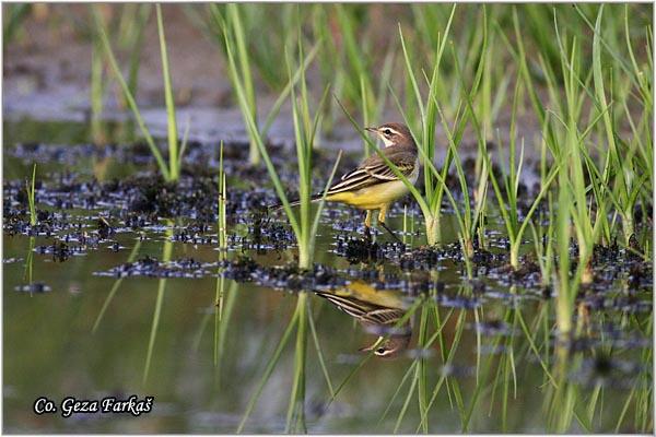 20_yellow_wagtail.jpg - Yellow wagtail, Motacilla flava, Zuta pliska,  Mesto - Location: Novi Sad, Vojvodina,  Serbia