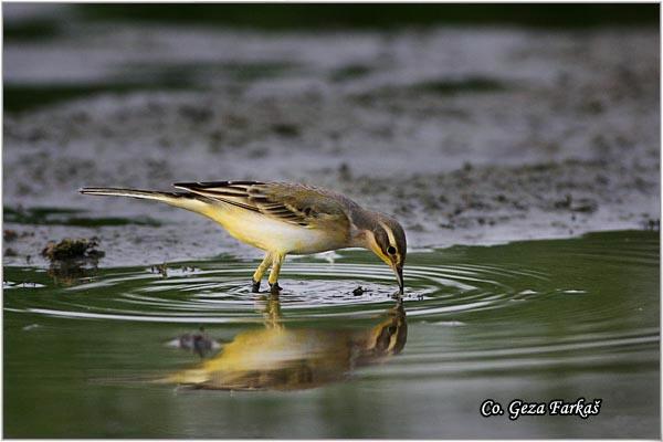 21_yellow_wagtail.jpg - Yellow wagtail, Motacilla flava, Žuta pliska,  Mesto - Location: Novi Sad, Vojvodina,  Serbia