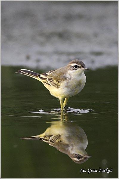 23_yellow_wagtail.jpg - Yellow wagtail, Motacilla flava, Žuta pliska,  Mesto - Location: Novi Sad, Vojvodina,  Serbia