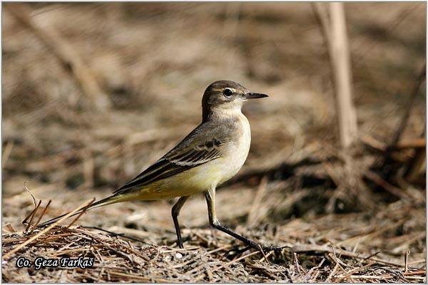 24_yellow_wagtail.jpg - Yellow wagtail, Motacilla flava, Žuta pliska,  Mesto - Location: Tomaševac, Vojvodina,  Serbia