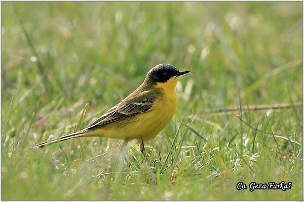 28_yellow_wagtail.jpg - Yellow wagtail, Motacilla flava, Žuta pliska,  Mesto - Location: Mokrin, Vojvodina,  Serbia