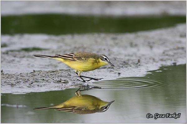 29_yellow_wagtail.jpg - Yellow wagtail, Motacilla flava, Zuta pliska,  Mesto - Location: Novi Sad, Vojvodina,  Serbia