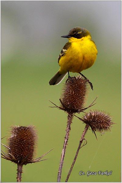 30_yellow_wagtail.jpg - Yellow wagtail, Motacilla flava, Žuta pliska,  Mesto - Location: Carska bara, Vojvodina,  Serbia