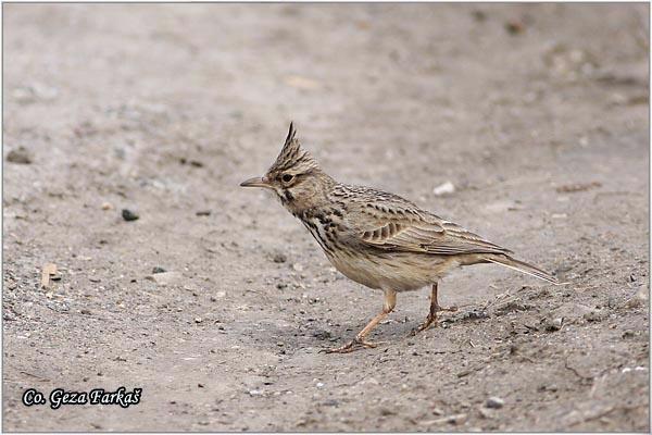 44_crested_lark.jpg - Crested lark, Galerida cristata, Æubasta ševa,   Mesto - Location, Banja Rusanda, Vojvodina, Serbia